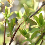Blåbärstry - Lonicera caerulea var. kamtschatica Honey Bee (Storlek: busk C3,5)