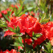 Trädgårdsazalea - Rhododendron Knap Hill Parkfeuer (Storlek: 40-50 C5)