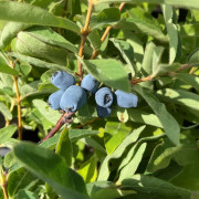 Blåbärstry - Lonicera caerulea var. kamtschatica Tundra (Storlek: busk C3,5)