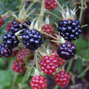 Björnbär - Rubus fruticosus Oregon Thornless (Storlek: C2)