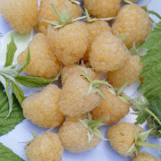 Hösthallon - Rubus idaeus Fallgold (Allgold) (Storlek: C3,5)