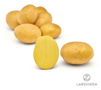 Sättpotatis - Jule EKO 1kg