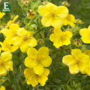 Ölandstok - Dasiphora fruticosa Fridhem E (Storlek: busk C3,5)