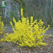 Hybridforsythia - Forsythia x intermedia Freja E (Storlek: busk C3,5)