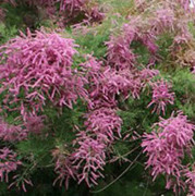 Hösttamarisk - Tamarix ramosissima Rubra (Storlek: 80-100 C4)