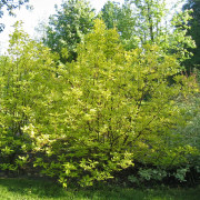 Rysk Kornell - Cornus alba Aurea (Storlek: 40-50 C3)