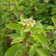 Videkornell - Cornus sericea Firedance ® (Storlek: busk C3,5)