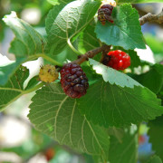 Svart Mullbär - Morus nigra (Storlek: 60-80 C5)