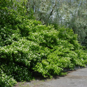 Skogskornell - Cornus sanguinea Fk Halltorp E (Storlek: busk C3,5)