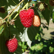 Hösthallon - Rubus idaeus Polka (Storlek: C3,5)