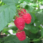 Hösthallon - Rubus idaeus Bohème (Storlek: C3,5)