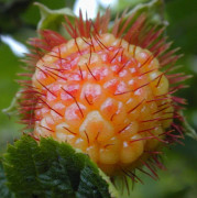 Guldhallon - Rubus xanthocarpus (Storlek: busk C1,7)