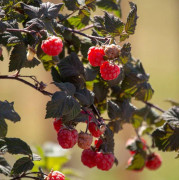 Hallon - Rubus idaeus Maria (Storlek: C5)
