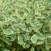 Rysk Kornell - Cornus alba Cream Cracker ® / Bailhalo (Storlek: busk C3,5)