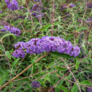 Syrénbuddleja, Fjärilsbuske - Buddleja davidii Nanho Blue (Storlek: busk C3,5)