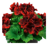 Änglapelargon, Stickling 3-pack - Pelargonium Novita ® Classic Red