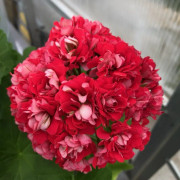 Rosenpelargon, kruka - Pelargonium x hortorum Pink Rambler