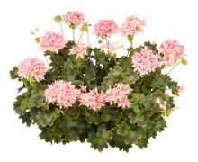 Stjärnpelargon, Stickling 3-pack - Pelargonium x hortorum Summer Twist Rose ®