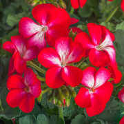 Pelargon, Stickling 3-pack - Pelargonium x hortorum Bunny Cherry Ice