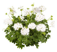 Stjärnpelargon, Stickling 3-pack - Pelargonium x hortorum Summer Twist White ®