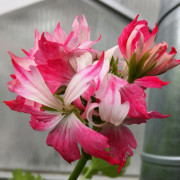 Stjärnpelargon, kruka - Pelargonium Peppermint Star