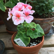 Äggskals-Dvärgpelargon, kruka - Pelargonium Dagnys Lena