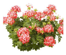 Stjärnpelargon, Stickling 3-pack - Pelargonium x hortorum Summer Twist Red White ®