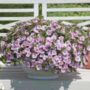 Småpetunia, Stickling, Million Bells MiniFamous ® Uno Double Pink 2-pack - Calibrachoa MiniFamous ® Uno Double Pink