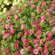 Småpetunia, Million Bells, Stickling 3-pack - Calibrachoa Cabaret ® Double Apricote