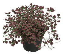 Klöver, Stickling 3-pack - Trifolium repens Angel Clover™ Beauty
