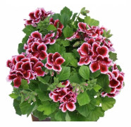 Änglapelargon, Stickling 3-pack - Pelargonium Novita ® Early Lavender