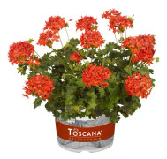 Stjärnpelargon, Stickling 3-pack - Pelargonium x hortorum Summer Twist Red ®
