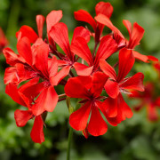 Hängpelargon Super Cascade ® Red, kruka