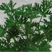 Doftpelargon, Stickling 3-pack - Pelargonium graveolens Dr Westerlund