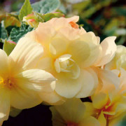 Begonia, Stickling 3-pack - Begonia Belleconia ™ Chardonnay