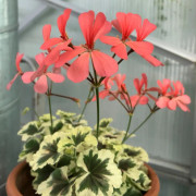 Dekorativpelargon, kruka - Pelargonium x hortorum Ansbrook Mulberry Blotch