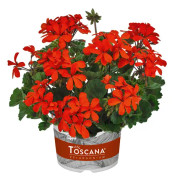 Dvärgpelargon, Stickling 3-pack - Pelargonium x hortorum Stadt Bern