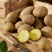 Sättpotatis Solist (Storlek: 3kg)