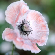 Vallmo, Korn-, Mother of Pearl - Papaver rhoeas Mother of Pearl