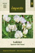 Luktärt Spencer Old Times - Lathyrus odoratus Spencer Old Times