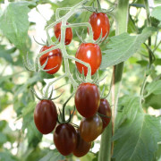 Körsbärstomat Krebs Brown Tasty, Ekologisk