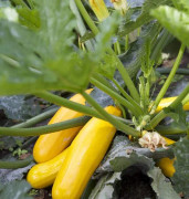 Squash Soleil, Ekologisk