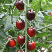 Plommontomat Krebs Black Vega F1 - Solanum lycopersicum Krebs Black Vega F1
