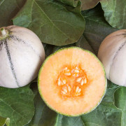 Cantaloupe Melon Murrmel, Ekologisk