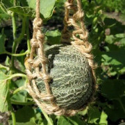 Nätmelon Harvest King, Ekologisk