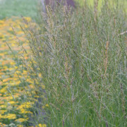 Jättetåtel - Molinia caerulea subsp. arundinacea Windspiel (Krukstorlek: 0,5-1L)