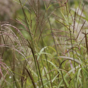 Glansmiskantus - Miscanthus sinensis Goliath (Krukstorlek: 0,5-1L)