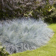 Blåsvingel - Festuca glauca Intense Blue ® (Krukstorlek: 5L)