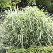 Glansmiskantus - Miscanthus sinensis Cosmopolitan (Krukstorlek: 0,5-1L)