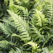 Blåbräken - Polystichum tsus-simense (Krukstorlek: 0,5-1L)